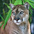 El_Puma