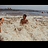 vicente_Olivares